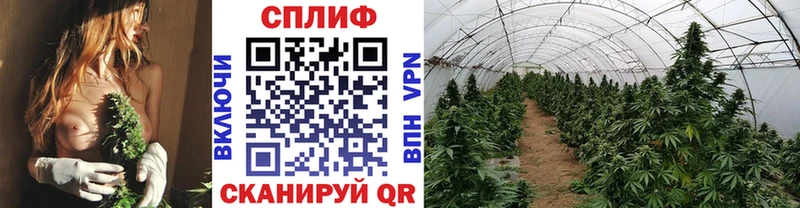 Марихуана VHQ  дарнет шоп  Приозерск 